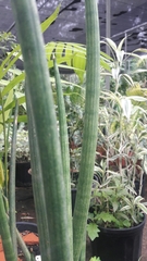 Image of Sansevieria cylindrica