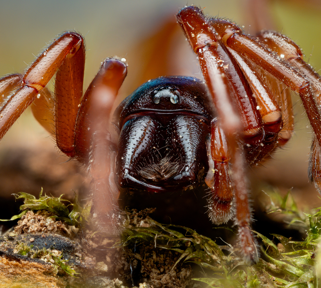Lesser Woodlouse Spider in April 2024 by Markus Horrer · iNaturalist