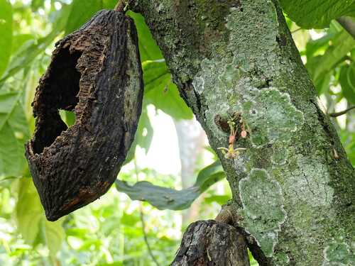 cacao tree