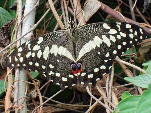Citrus Swallowtail