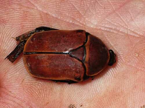 Pachnoda marginata rougeoti