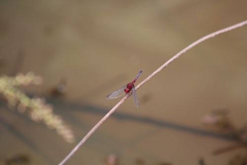 Red-faced Dragonlet