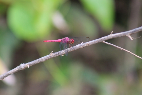 Carmine Skimmer