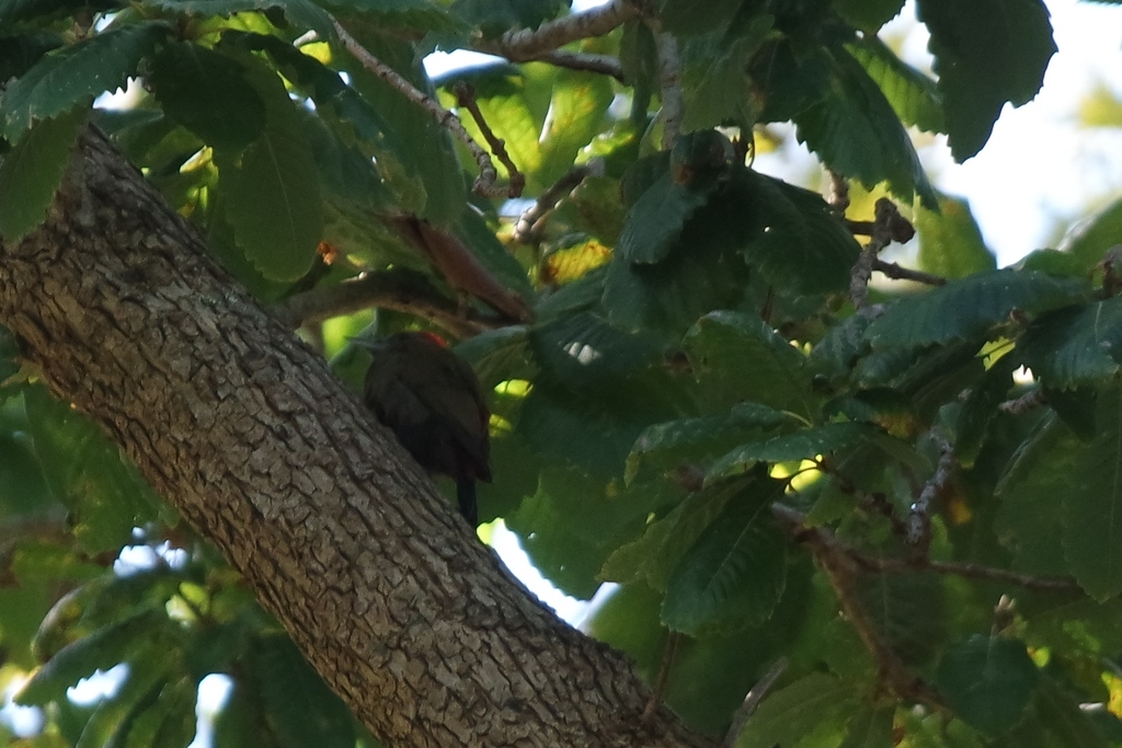 Olive Woodpecker From Tokai Arboretum Tokai Cape Town South Africa