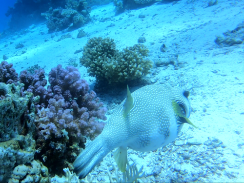 White-spotted Puffer — seen at this dive site