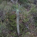 Euphorbia clava - Photo (c) Camilla Christie, todos los derechos reservados, subido por Camilla Christie