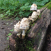 Coprinus variegatus - Photo (c) user567, all rights reserved, uploaded by user567