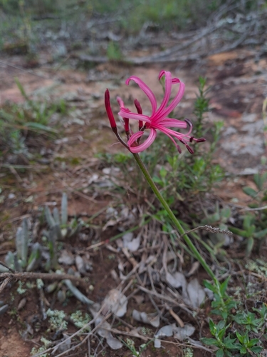 Nerine filamentosa