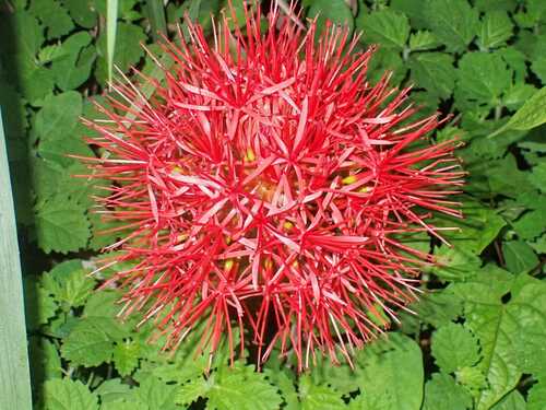 Bloodlily