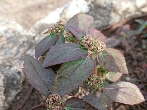 Asthma Plant