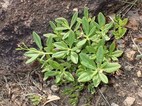 Philippine spinach