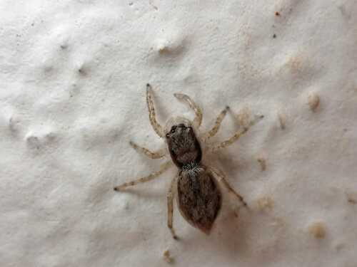 Gray Wall Jumping Spider