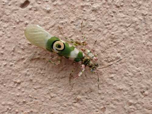 Common Spiny Flower Mantis