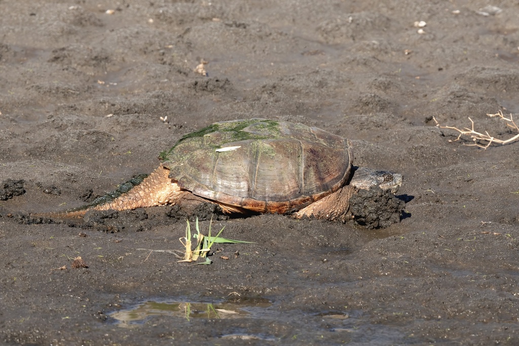 Common Snapping Turtle from Lincoln Saline Wetlands on April 14, 2024 ...