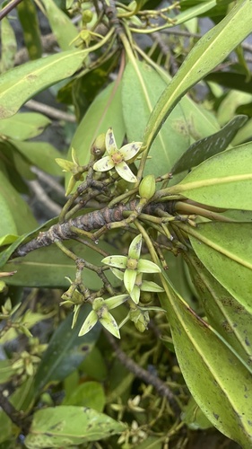 Rhizophora racemosa G.Mey.