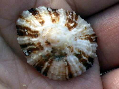 China Limpet