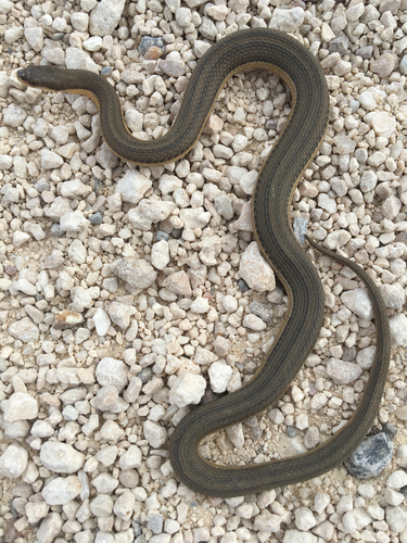 Graham's Crawfish Snake