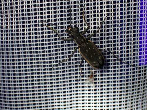 Cicindela cincta
