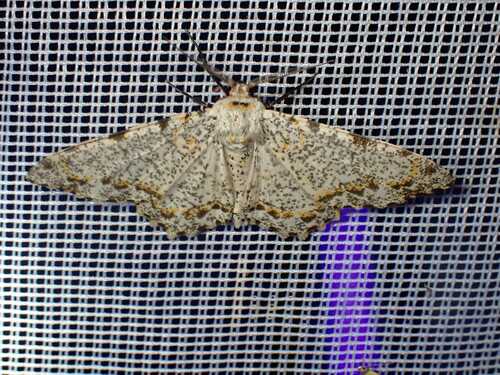 Biston abruptaria