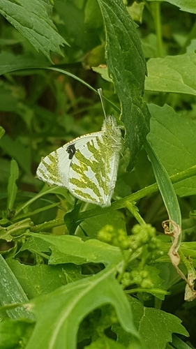 Green-striped White