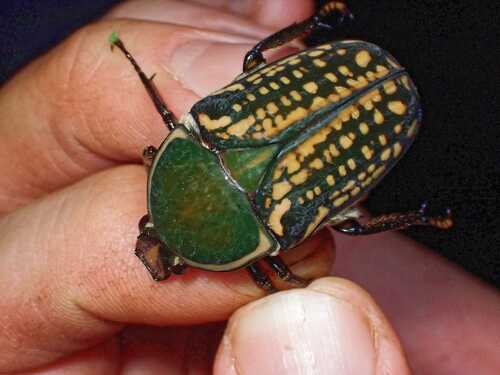 Amaurodes harrisii