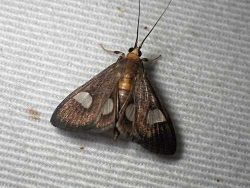 Ulopeza flavicepsalis