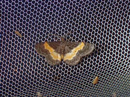 Pycnostega stilbia