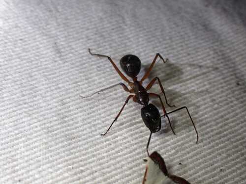 Pompeius-group Carpenter Ants