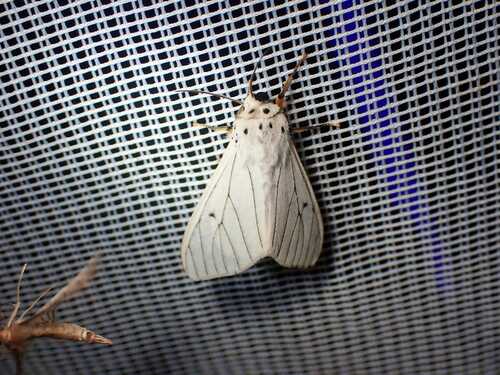 Dubatolovia atrivena