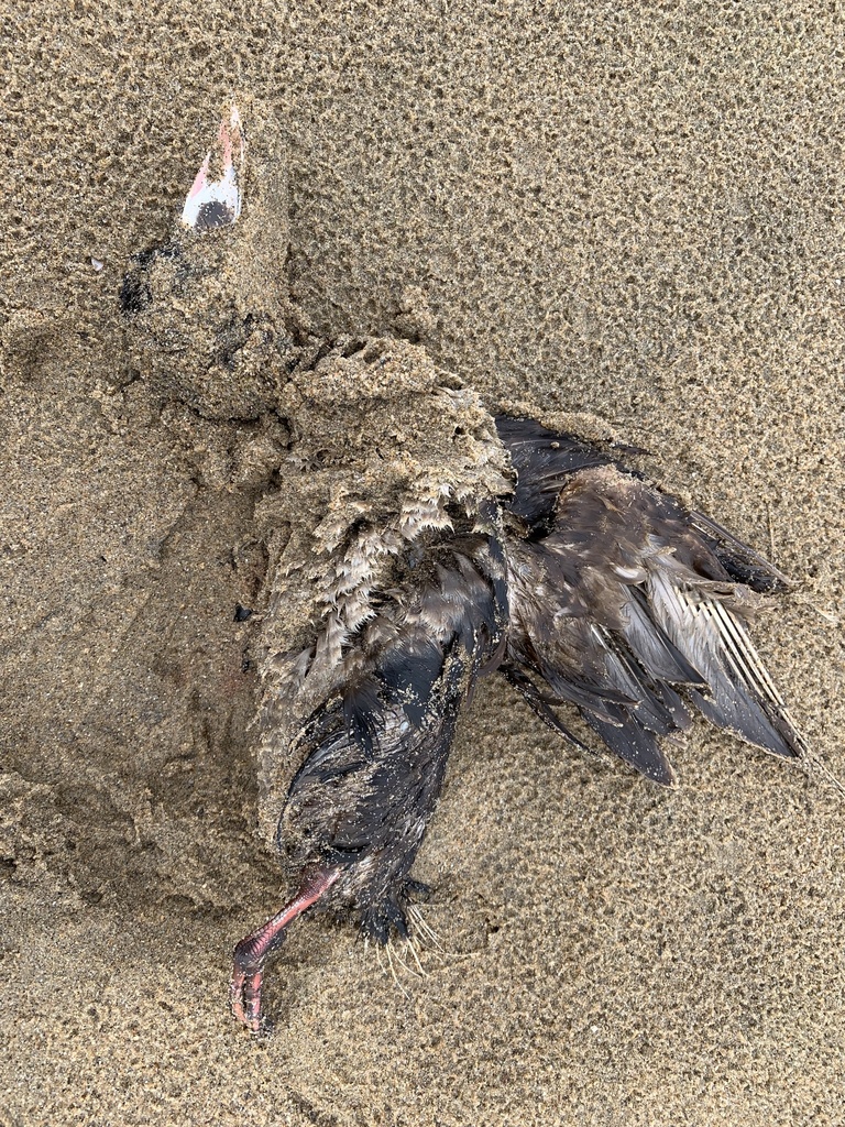 Surf Scoter from Gazos Creek State Beach, Pescadero, CA, US on April 14 ...