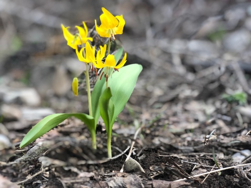 Glacier Lily