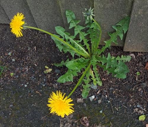 roadside dandelion (Taraxacum sublongisquameum)
