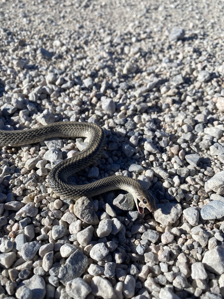 Western Patch-nosed Snake from Mojave National Preserve, Essex, CA, US ...