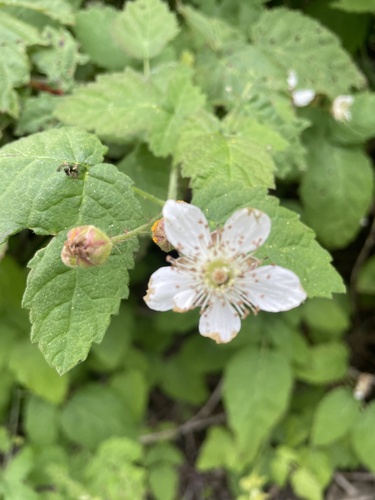 iNaturalist observation photo of brambles