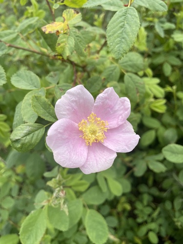 iNaturalist observation photo of California Wild Rose