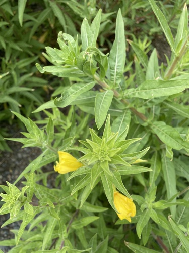 iNaturalist observation photo of tall evening primrose