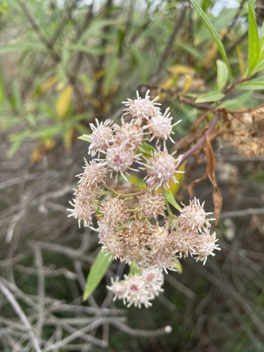 iNaturalist observation photo of mule fat