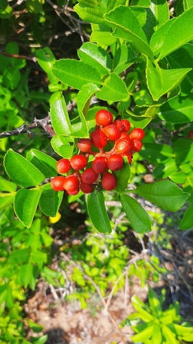 Dune Knobwood