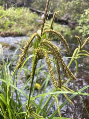 Carex alligata Boott