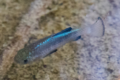 Sonoyta Pupfish