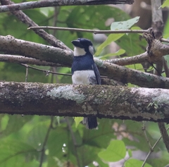Notharchus pectoralis image