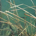 Siphateles bicolor mohavensis - Photo (c) Tadd Kraft, todos los derechos reservados, subido por Tadd Kraft