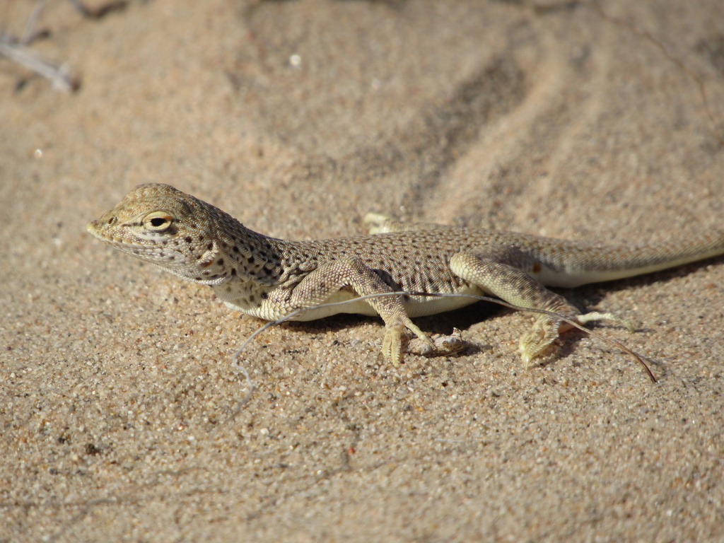 Mojave Fringe-toed Lizard in April 2024 by Tadd Kraft · iNaturalist