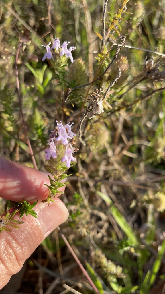 Florida pennyroyal from Kissimmee Prairie Preserve State Park