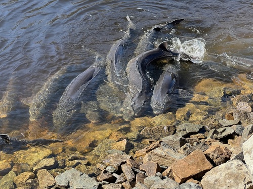 Lake Sturgeon