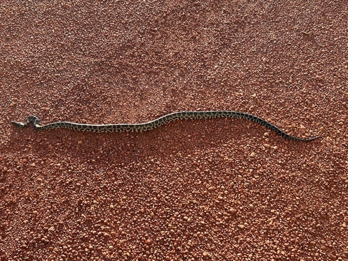 Spotted Python sighting