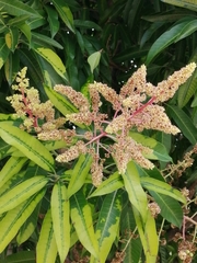 Mangifera indica image