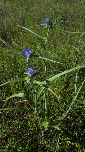 Tradescantia reverchonii Bush