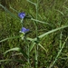 Reverchon's Spiderwort - Photo (c) Eric Hunt, all rights reserved, uploaded by Eric Hunt