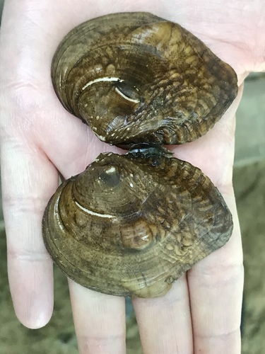 Three-horn Wartyback